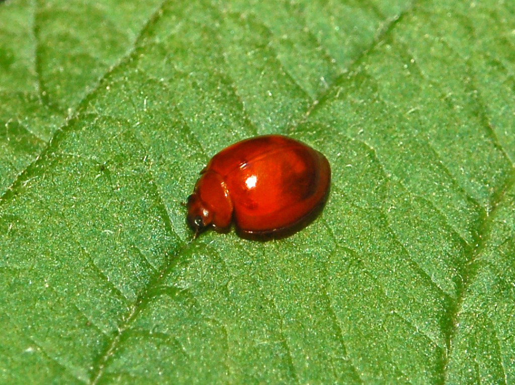 Una coccinella rossastra da determinare